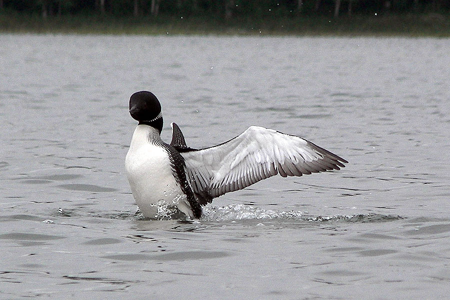 Loon Wing Flap