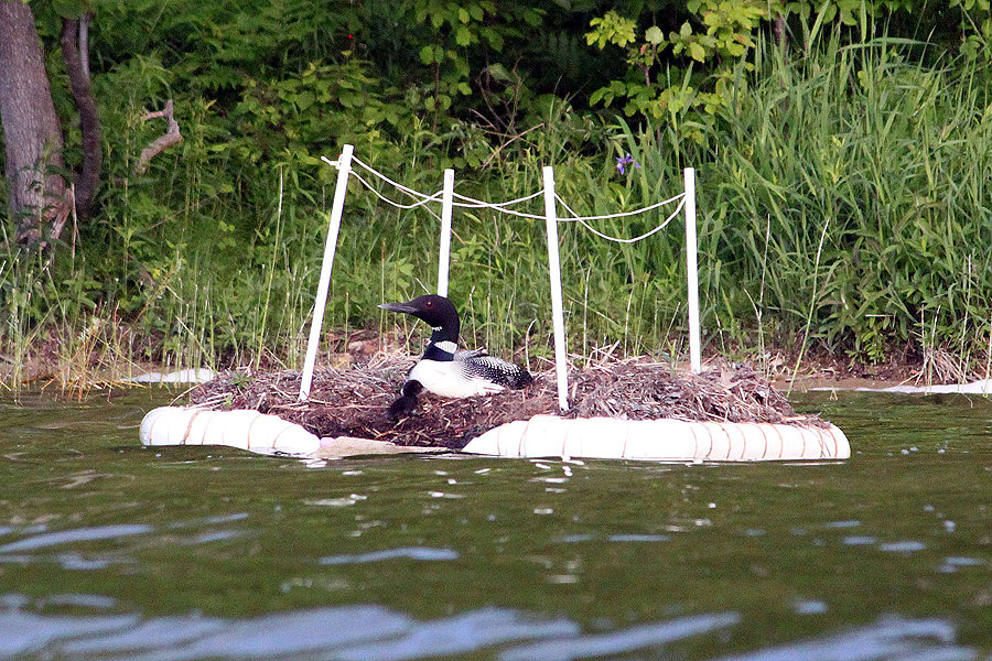 Loon on ANP