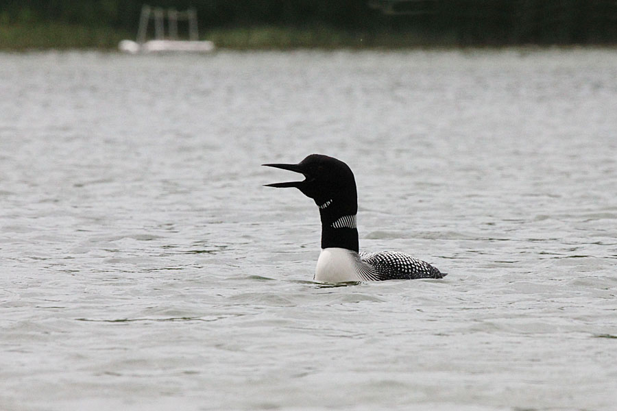 Loon Talking
