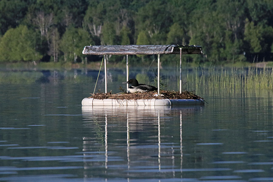 Loon on Nest