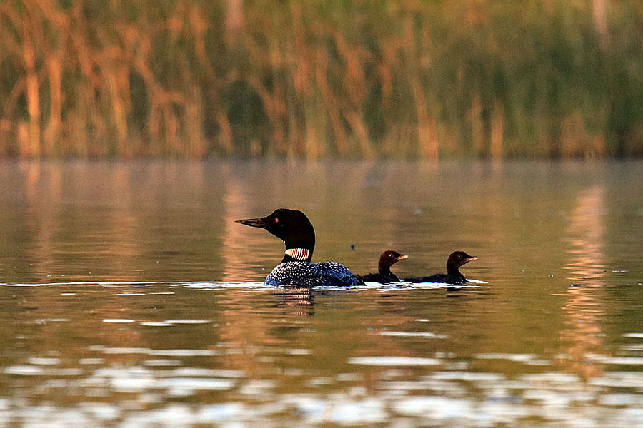 Loon w-Chicks