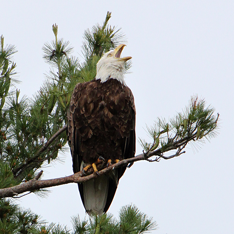 Eagle-Cropped