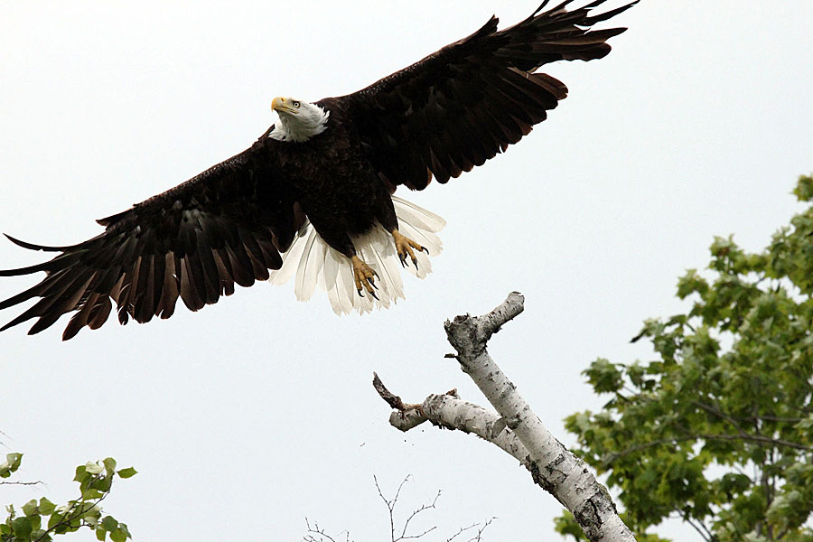 Eagle-Too Cropped