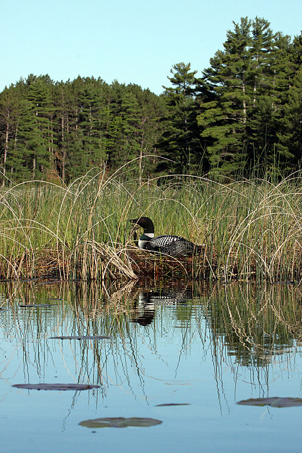 Loon On Nest