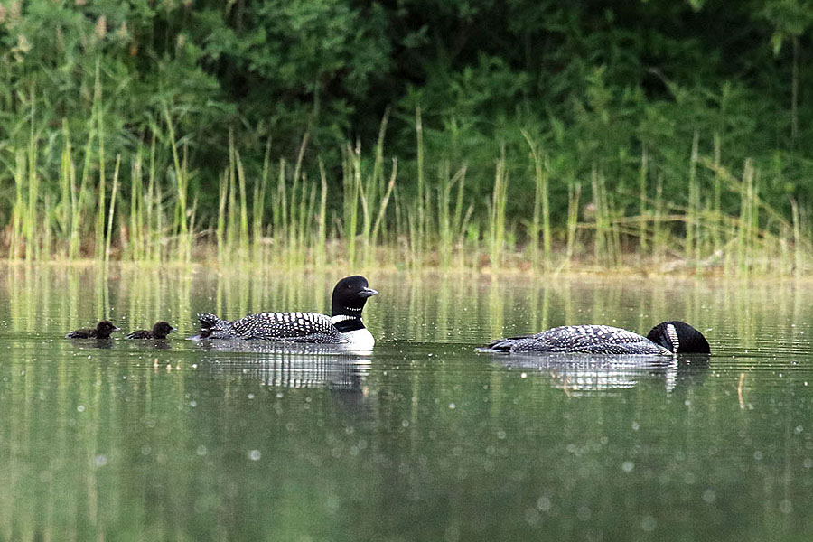 Loon Family