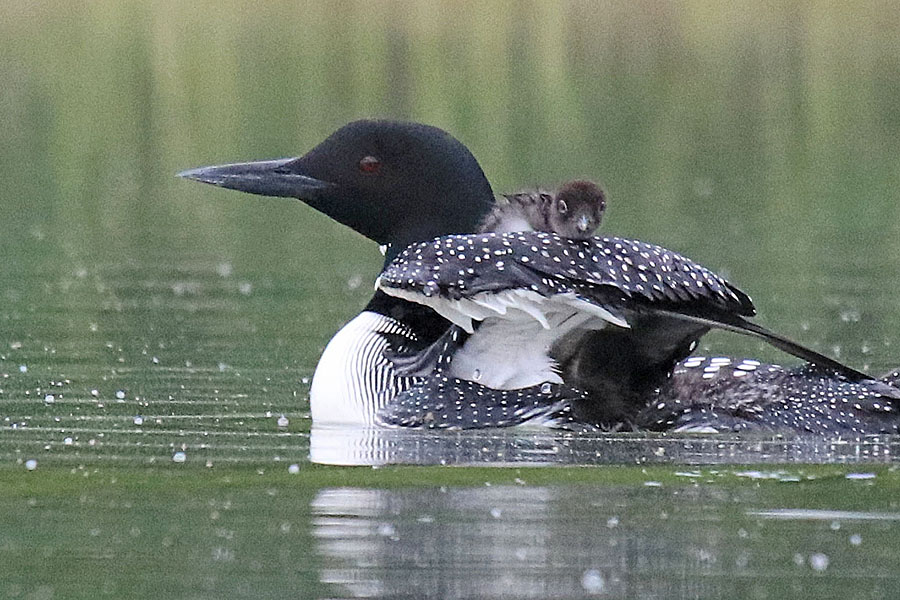Loon Lift