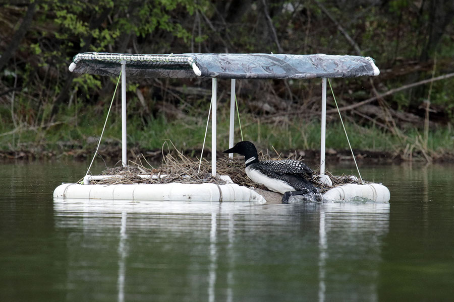 Loon on Nest