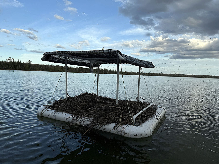 Loon Nest w/Pest Strip