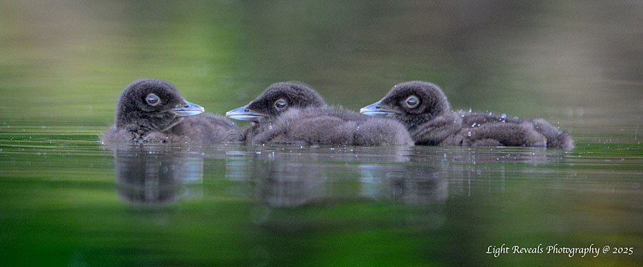 3 Loon Chicks