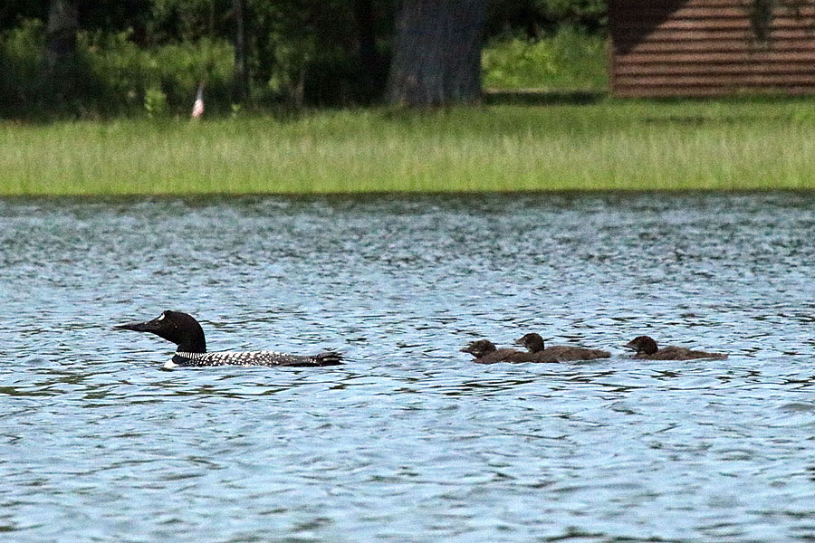 Loon with 3 Chicks