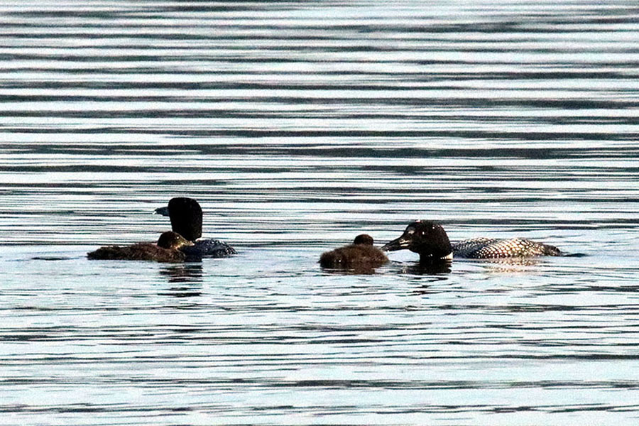 Loon Chicks